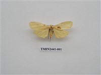 藏品(乳白苔蛾)的圖片